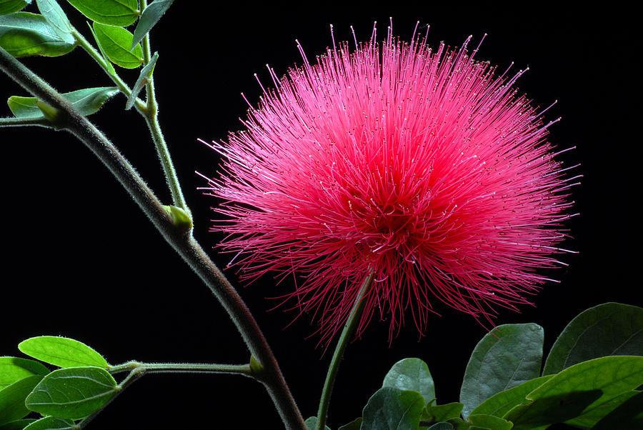 Powder Puff flower